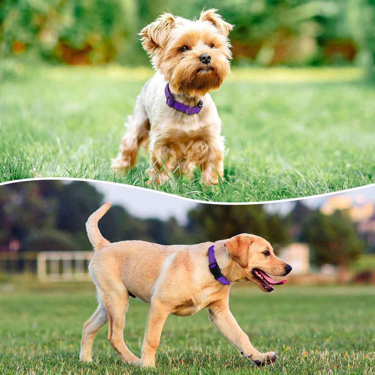 Reflective Adjustable Nylon Dog Collar D6778
